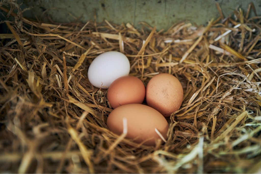 Trứng gà hữu cơ trong chuồng