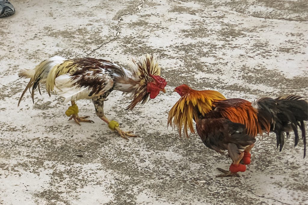Chọi gà ở Peru