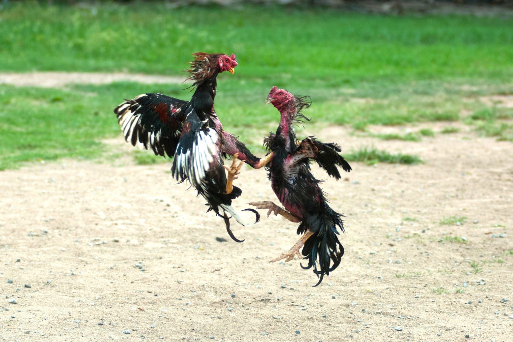 Chọi gà ở Peru, Môn thể thao phổ biến và truyền thống
