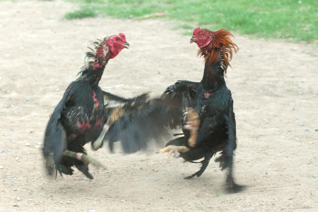 Chọi gà ở Thái Lan, Môn thể thao phổ biến và truyền thống