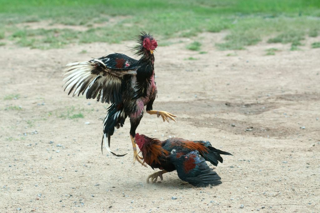 Chọi gà ở Peru, Môn thể thao phổ biến và truyền thống